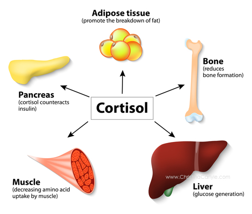 Estrogen Replacement Cause Weight Gain Or Loss With Zoloft