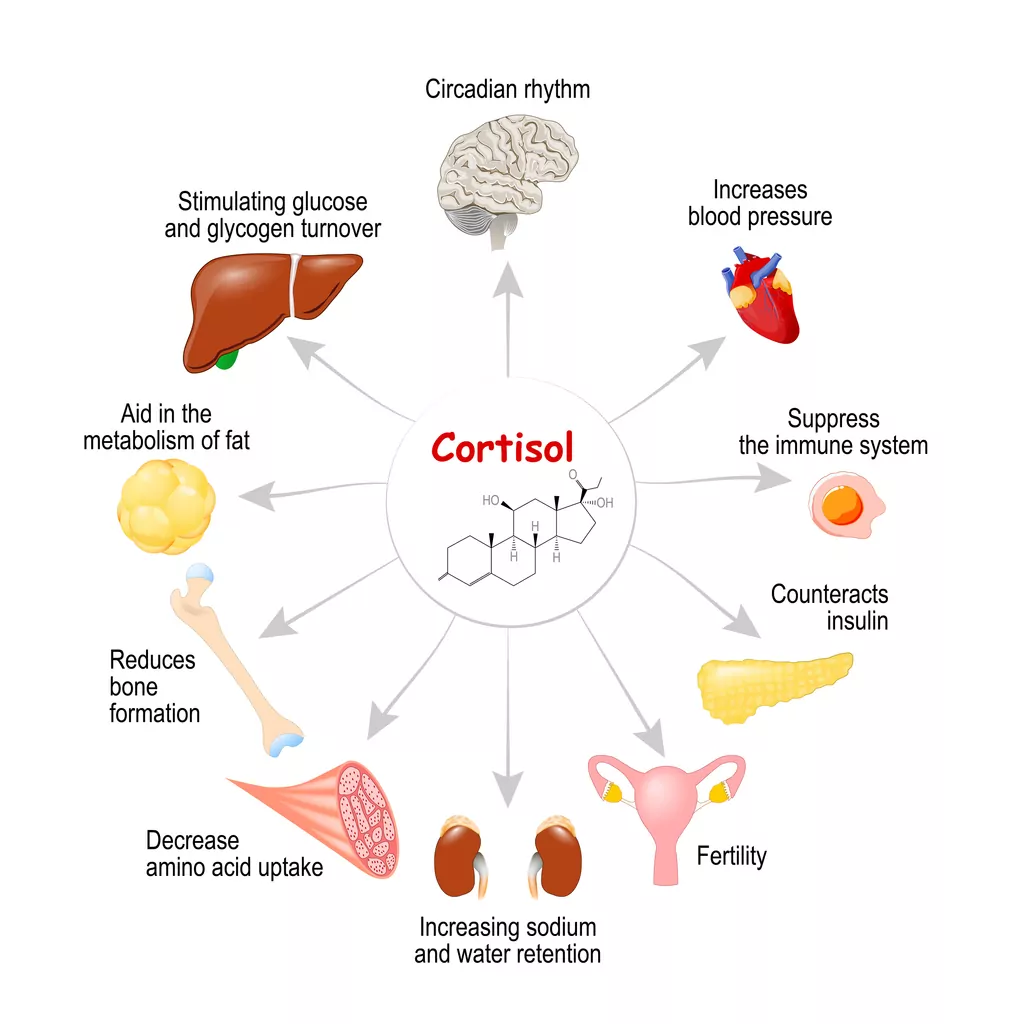 Supplements to Reduce Cortisol and Stress - Christina Carlyle